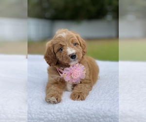 Cavapoo Puppy for sale in FROSTPROOF, FL, USA