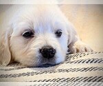 Small Photo #5 Golden Retriever Puppy For Sale in GREENCASTLE, PA, USA