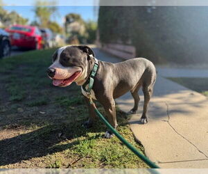 Benny (Courtesy) - Male Staffordshire Bull Terrier-Unknown Mix Dog for Adoption - Photo #4