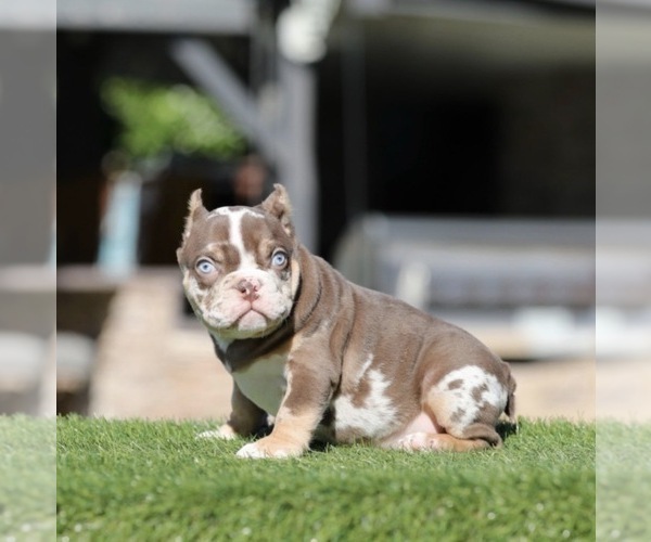 Medium Photo #1 American Bully Puppy For Sale in ATHERTON, CA, USA