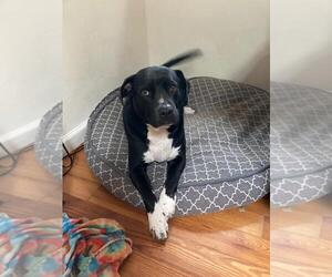 Daisy Girl - Female Labrador Retriever-Unknown Mix Dog for Adoption - Photo #3