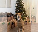 Small Photo #11 Labrador Retriever-Saluki Mix Puppy For Sale in Washington, DC, USA