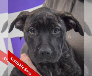 American Staffordshire Terrier-Unknown Mix Dogs for adoption in Huntley, IL, USA