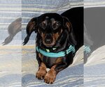 Small Photo #6 Dachshund Puppy For Sale in Shelbyville, TN, USA