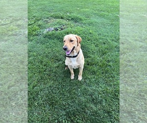 Father of the Labrador Retriever puppies born on 12/14/2025