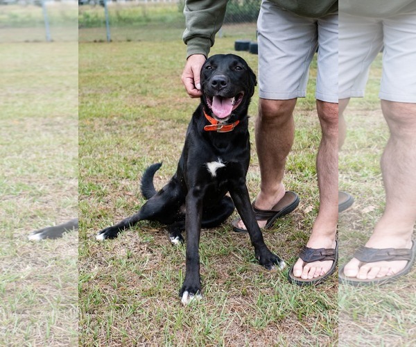 Medium Photo #1 Mutt Puppy For Sale in Sanford, FL, USA