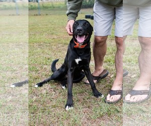 Mutt Dogs for adoption in Sanford, FL, USA