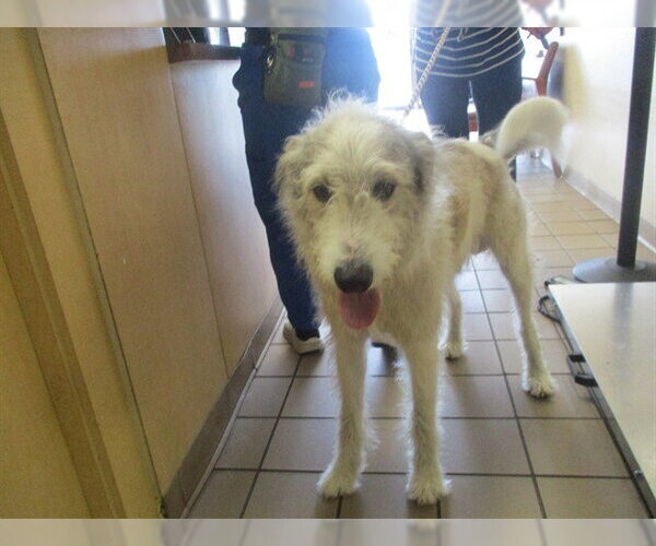 Medium Photo #1 Irish Wolfhound Puppy For Sale in Ocala, FL, USA