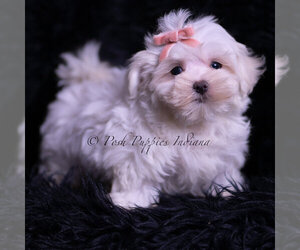 Medium Maltese