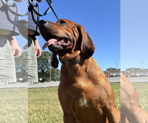 Medium Photo #3 Bloodhound Puppy For Sale in Rustburg, VA, USA