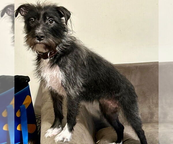 Medium Photo #2 Mutt Puppy For Sale in Canton, CT, USA