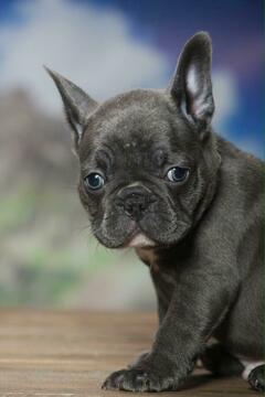 Medium Photo #4 French Bulldog Puppy For Sale in GRANADA HILLS, CA, USA