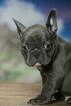 Small Photo #4 French Bulldog Puppy For Sale in GRANADA HILLS, CA, USA