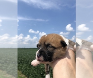 Pembroke Welsh Corgi Puppy for sale in ARTHUR, IL, USA