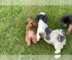 Small Photo #36 Shorkie Tzu Puppy For Sale in EDMOND, OK, USA