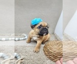 Small Photo #18 French Bulldog Puppy For Sale in CONCORDIA, KS, USA