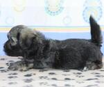 Small Photo #3 Havanese Puppy For Sale in DANVILLE, PA, USA