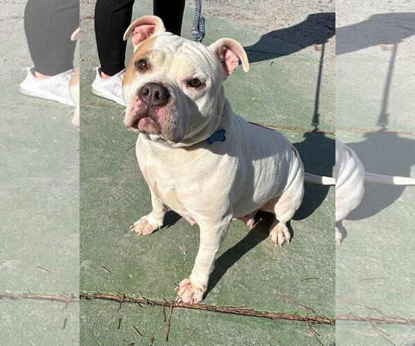 Medium Photo #2 Bulldog-Unknown Mix Puppy For Sale in Rustburg, VA, USA