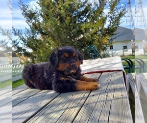 Bernese Mountain Dog-Saint Bernard Mix Puppy for sale in FRYTOWN, IA, USA