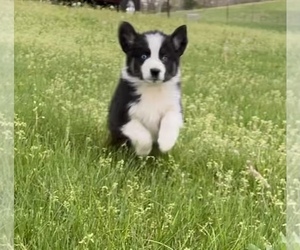 Australian Shepherd Puppy for sale in EXETER, MO, USA