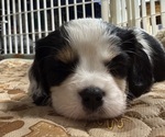 Small #1 Cavalier King Charles Spaniel