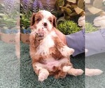 Small Photo #14 Cavapoo Puppy For Sale in CARLISLE, KY, USA