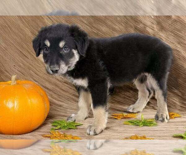 Medium Photo #10 Australian Shepherd Puppy For Sale in WILLIAMS, AZ, USA