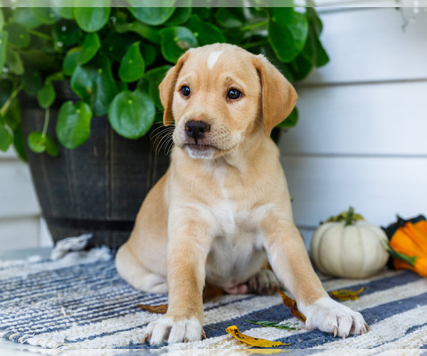 Medium Photo #20 Golden Retriever-Jack Russell Terrier Mix Puppy For Sale in WAKARUSA, IN, USA