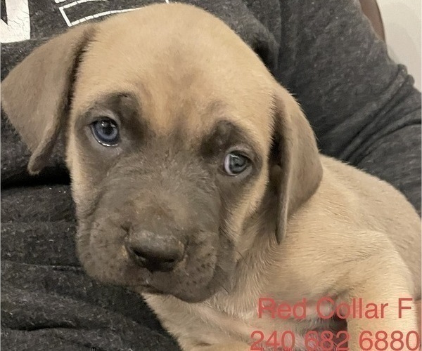 Medium Photo #5 Cane Corso Puppy For Sale in DENTSVILLE, MD, USA