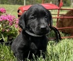 Small Photo #1 Labrador Retriever Puppy For Sale in NEOLA, WV, USA