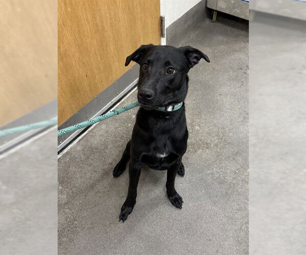 Medium Photo #1 Labrador Retriever Puppy For Sale in Forestville, MD, USA