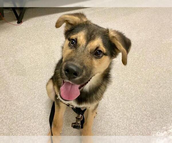 Medium Photo #2 German Shepherd Dog-Siberian Husky Mix Puppy For Sale in Santa Rosa, CA, USA