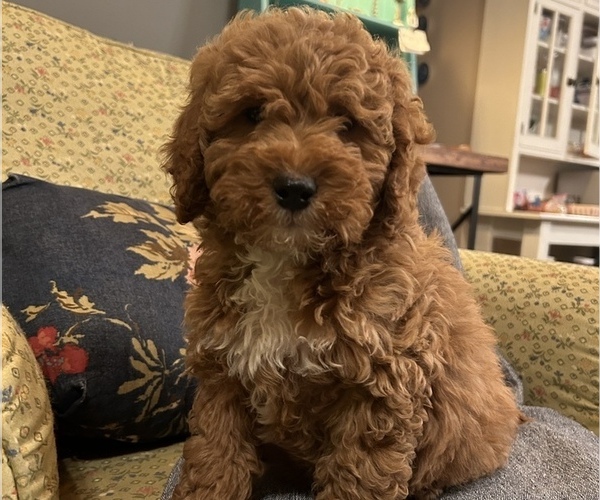 Medium Photo #2 Goldendoodle (Miniature) Puppy For Sale in LAWRENCE, MI, USA