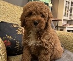 Small Photo #2 Goldendoodle (Miniature) Puppy For Sale in LAWRENCE, MI, USA