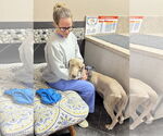 Small #6 Weimaraner