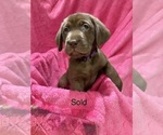Puppy Puppy 2 Labrador Retriever