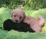 Small Photo #8 Poodle (Toy) Puppy For Sale in ORLANDO, FL, USA