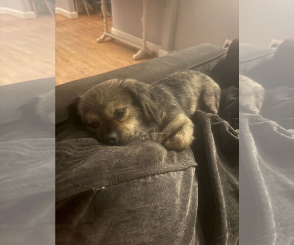 Medium Photo #9 Pekingese-Unknown Mix Puppy For Sale in Holly Springs, NC, USA