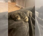 Small #8 Pekingese Mix