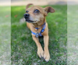 Rat-Cha Dogs for adoption in Princeton, MN, USA