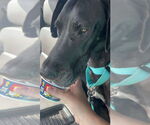 Small #2 Great Dane