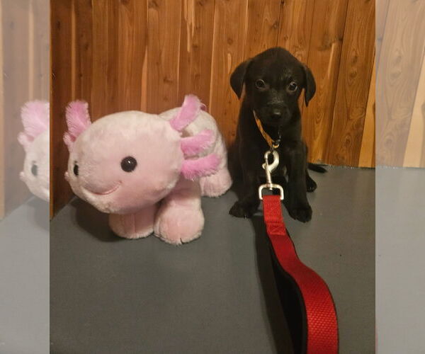 Medium Photo #2 Mutt Puppy For Sale in New London, WI, USA