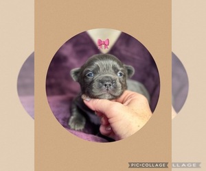 French Bulldog Puppy for sale in LACEY, WA, USA