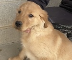 Small Photo #1 Golden Retriever Puppy For Sale in HOLLAND, MI, USA