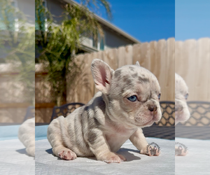 French Bulldog Puppy for sale in SACRAMENTO, CA, USA