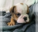 Small Photo #14 English Bulldog Puppy For Sale in JOHNS ISLAND, SC, USA