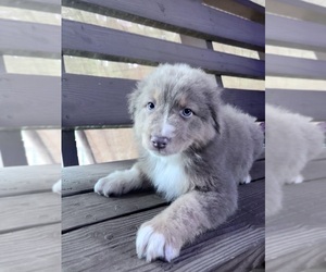 Australian Shepherd Puppy for sale in HARRISON, OH, USA