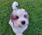 Small #5 Bernedoodle (Miniature)
