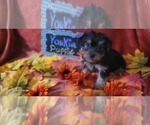Small #4 Yorkshire Terrier