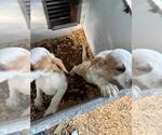 Small Photo #4 Beagle Puppy For Sale in LAKE VILLAGE, IN, USA